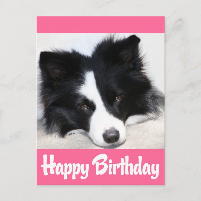 Carte Postale Joyeux Anniversaire Frontière Collie Chien Chien C (Devant)