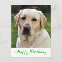 Joyeux anniversaire Labrador Retriever Dog Post Ca