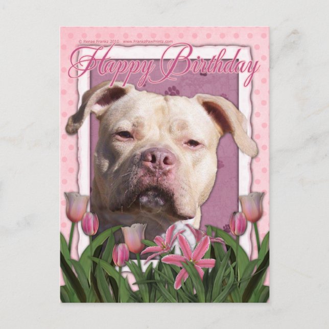 Carte Postale Joyeux anniversaire - Pitbull - Jersey Girl (Devant)