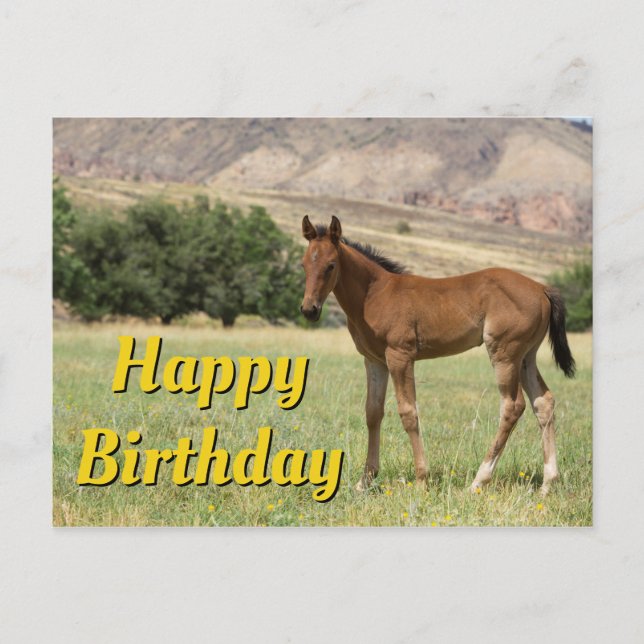 Carte Postale Joyeux Anniversaire Poulain (Devant)