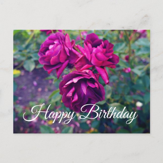 Carte Postale Joyeux Anniversaire Rose Glacée de Bourgogne #3-2  (Devant)
