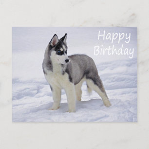 Carte Postale Joyeux Anniversaire Sibérie Husky Chien Chien Pot 