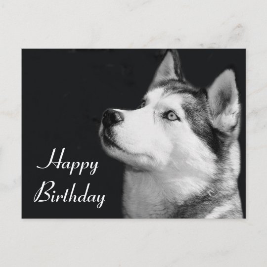 Carte Postale Joyeux Anniversaire Siberie Husky Chien Chien Pot Zazzle Ca