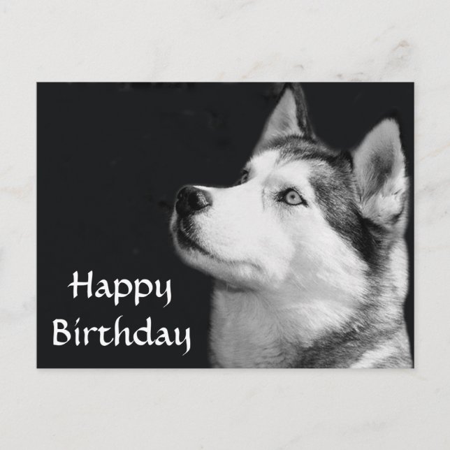 Carte Postale Joyeux Anniversaire Sibérie Husky Chien Chien Pot  (Devant)