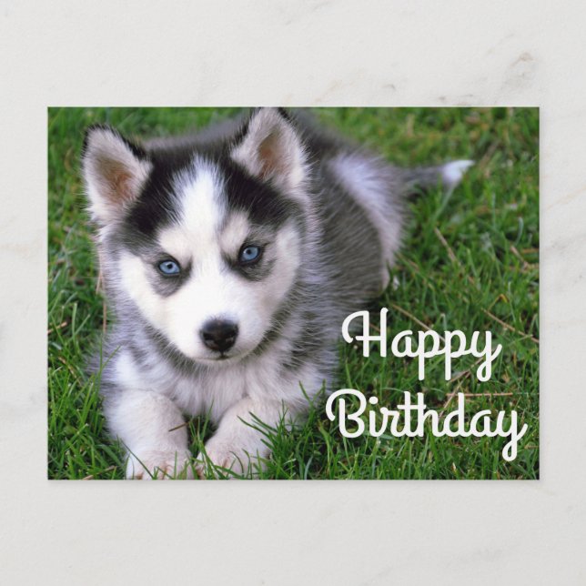 Carte Postale Joyeux anniversaire Sibérie Husky Puppy Dog Card (Devant)