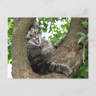 Carte Postale Joyeux chat dans l'arbre