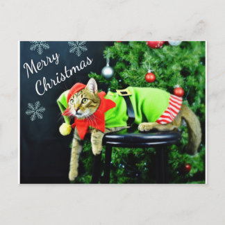 Carte postale Joyeux chat Noël