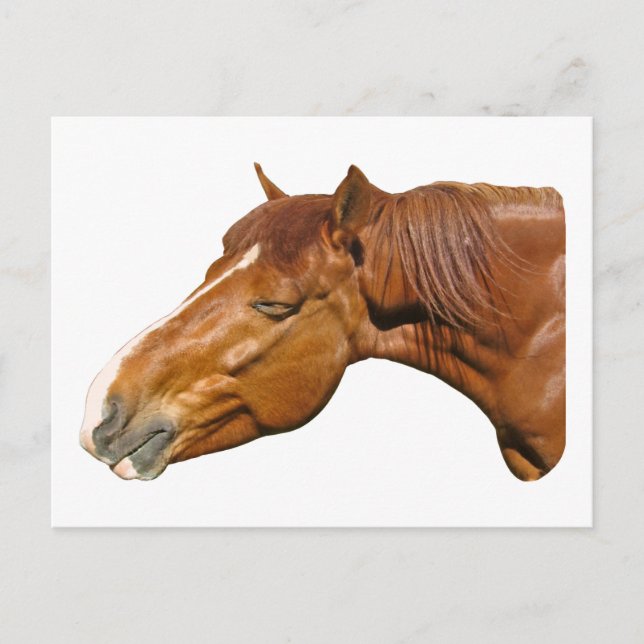 Carte Postale Joyeux cheval (Devant)