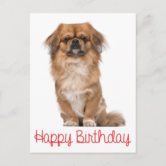 Carte Postale Joyeux Chien chiot Pekingese (Devant)