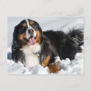 Carte Postale Joyeux Chien De Montagne Bernois En Neige D'Hiver
