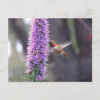 Carte Postale Joyeux colibri