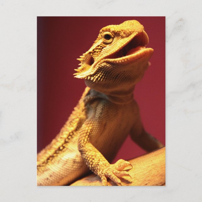 Carte Postale Joyeux dragon à coeur (Devant)