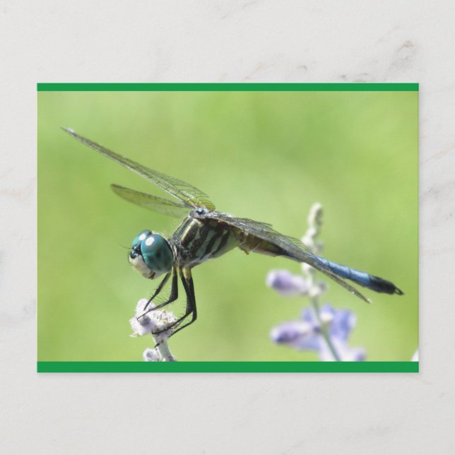 Carte Postale Joyeux DragonFly (Devant)