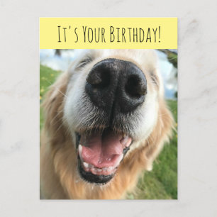 Carte Postale Joyeux Golden Retriever Chien Fête d'anniversaire