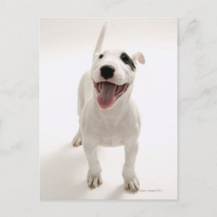 Carte Postale Joyful Bull terrier