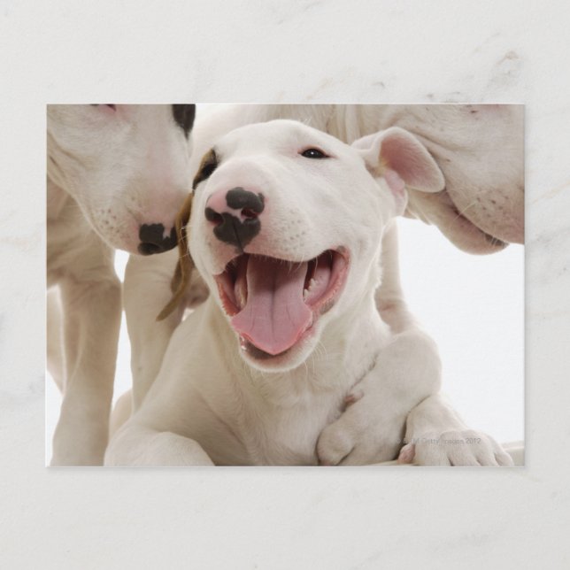 Carte Postale Joyful Bull terriers (Devant)