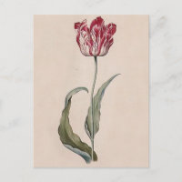 Carte postale Judith Leyster Tulip