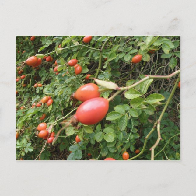Carte postale Juicy Red Rose Hips (Devant)