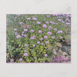 Carte Postale Juillet