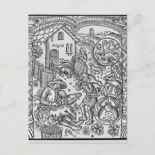Carte Postale Juin, tonte des moutons, Gemini (Devant)