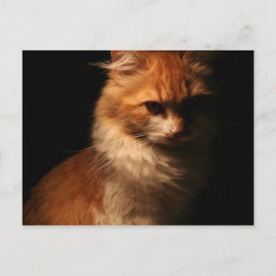 Carte Postale Jule