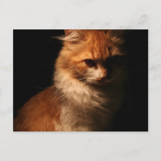 Carte Postale Jule