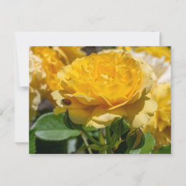 Carte Postale Julia Child Rose