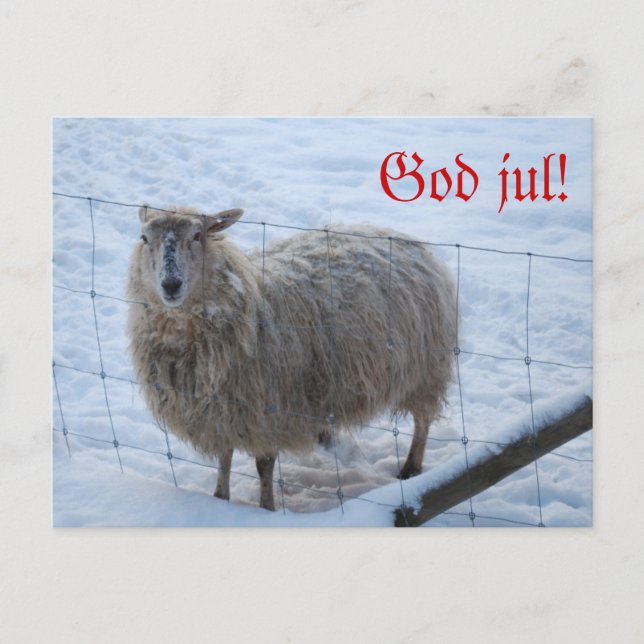 Carte Postale Julkort - Fåret Fjun (Devant)