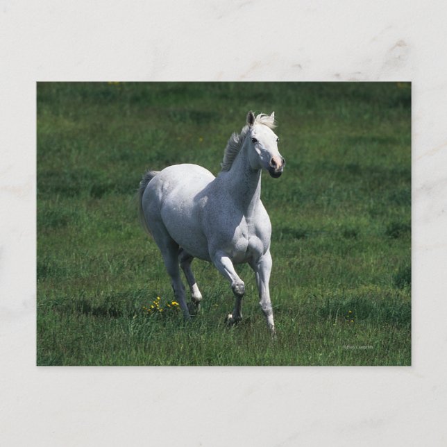 Carte Postale Jument de pur sang (Devant)