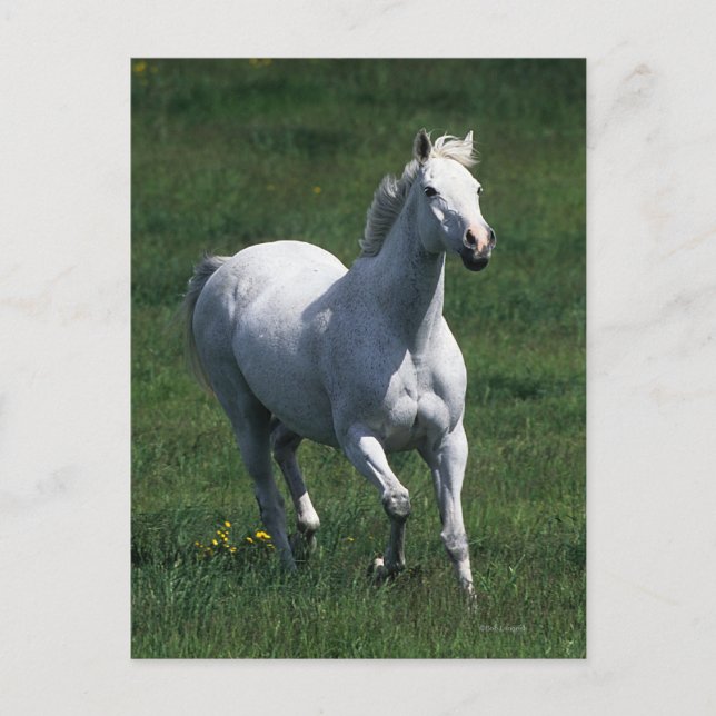 Carte Postale Jument de pur sang (Devant)