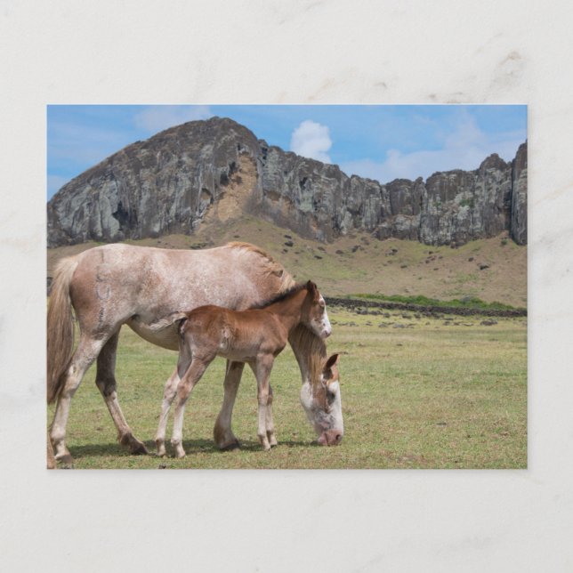 Carte Postale Jument et poulain au cratère volcanique de Rano Ra (Devant)