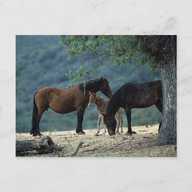 Carte Postale Jument et poulain sauvages de mustang (Devant)