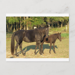 Carte Postale Jument et poulain Tennessee Walking Horse