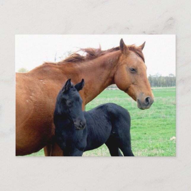 Carte Postale Jument et son colt (Devant)