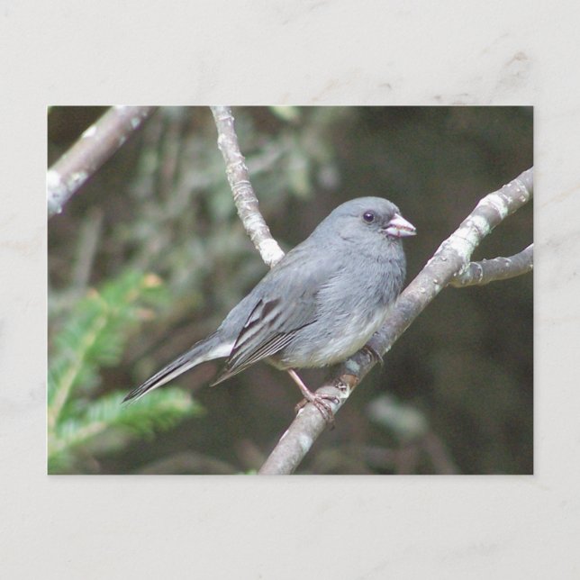 Carte Postale Junco (Devant)