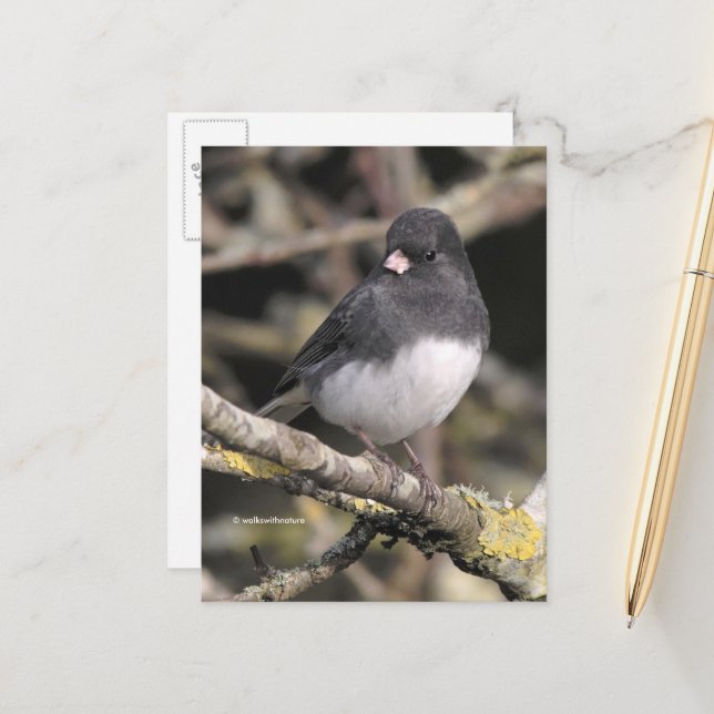 Carte Postale Junco à ardoise foncée sur l'arbre à poires (Devant/Arrière en situation)