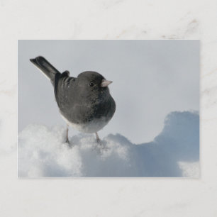 Carte Postale Junco aux yeux sombres