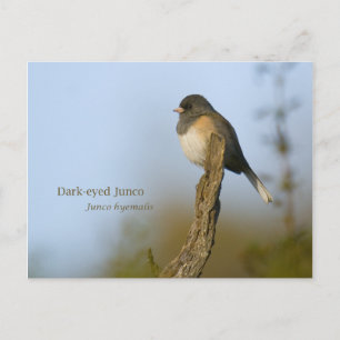 Carte Postale Junco aux yeux sombres
