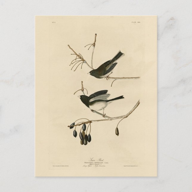 Carte Postale Junco aux yeux sombres - Audubon's Birds of Americ (Devant)