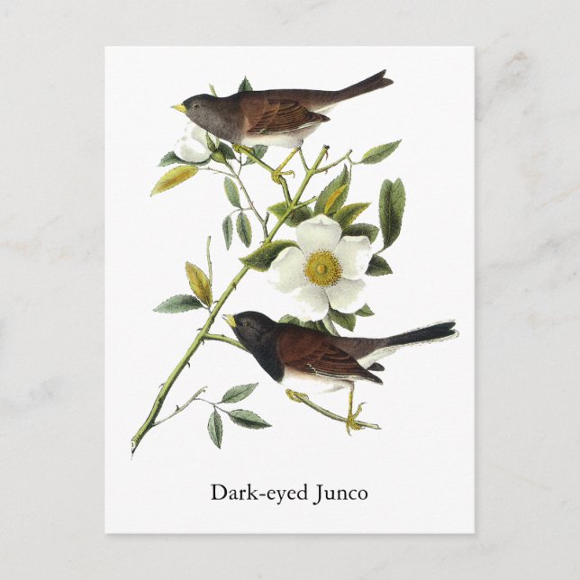 Carte Postale Junco aux yeux sombres - John James Audubon (Devant)
