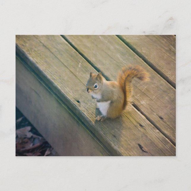 Carte Postale Junges rotes Eichhörnchen / jeune écureuil rouge (Devant)