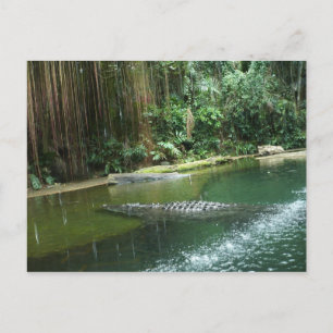 Carte Postale Jungle