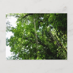 Carte Postale Jungle Ropes Rainforest Photographie