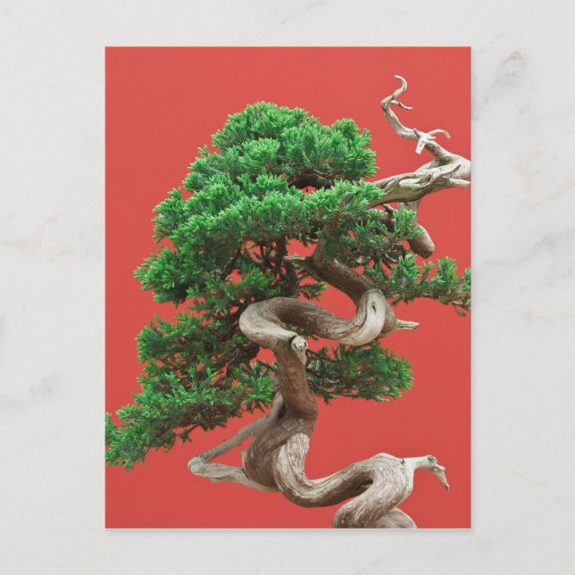 Carte Postale Juniper bonsai (Devant)