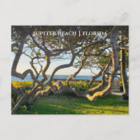 Carte postale Jupiter Florida Grappes océaniques e