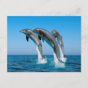 Carte Postale Jusqu'aux dauphins