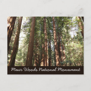 Carte Postale Jusqu'aux Séquoias II à Muir Woods National Monume