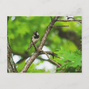 Carte Postale Juste Assis Autour