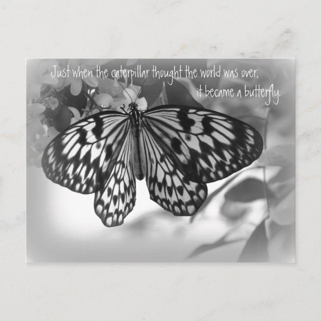 Carte Postale Juste au moment où la chenille pensait le monde (Devant)