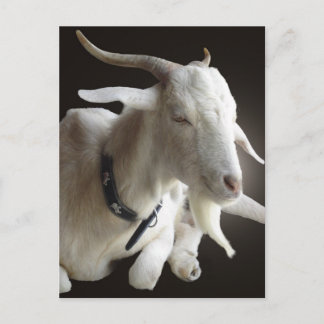 Carte Postale Juste Billy